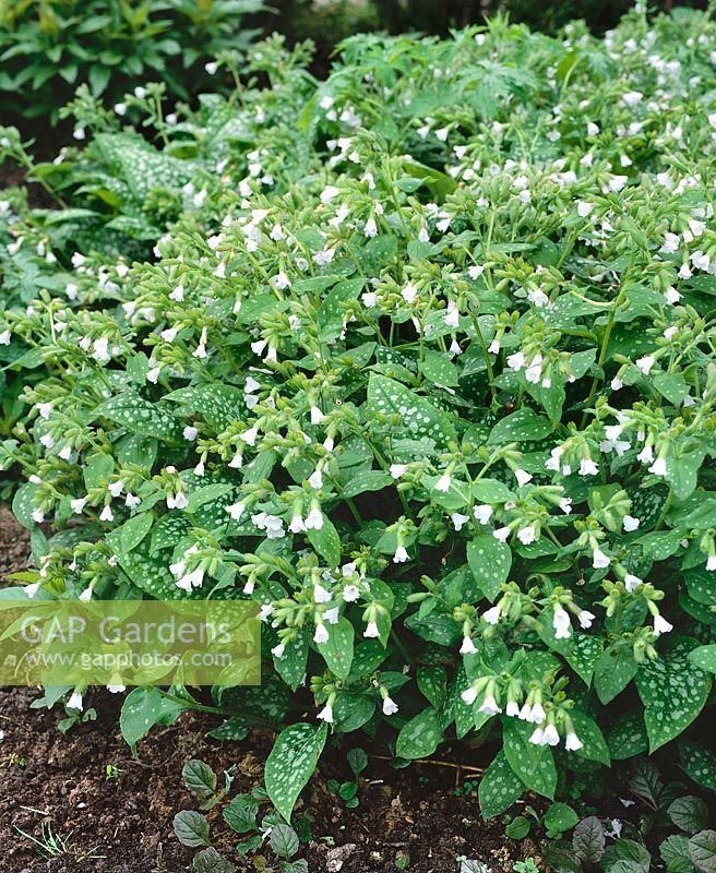 Pulmonaria Sissinghurst White