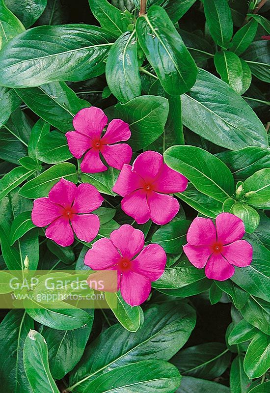 Catharanthus roseus Pacifica Punch