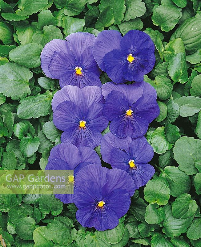 Viola Delta True Blue