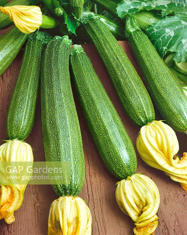 Zucchini / Cucurbita pepo con. giromontiina Starr's Green F1