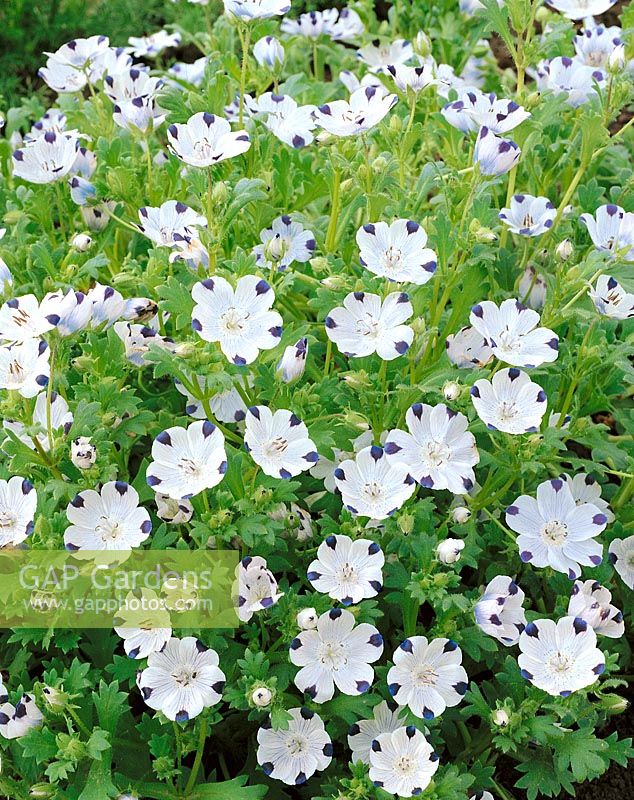 NEMOPHILA INSIGNIS MACULATA