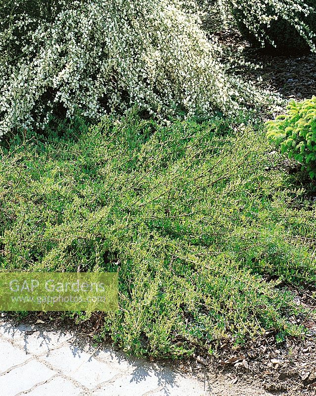 Salix repens Voorthuizen