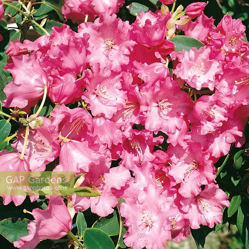 RHODODENDRON KARIN