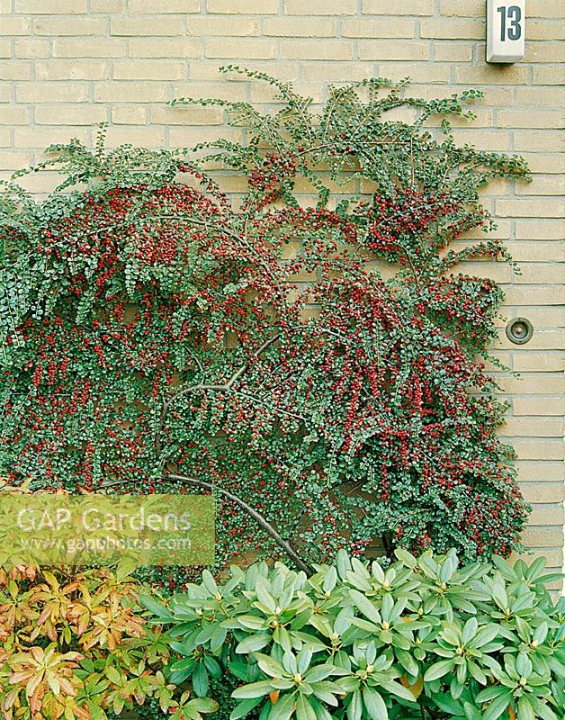 Cotoneaster horizontalis