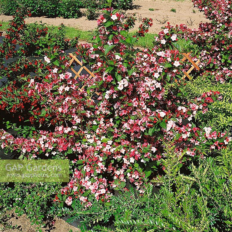 Weigela Carnaval ® Courtalor