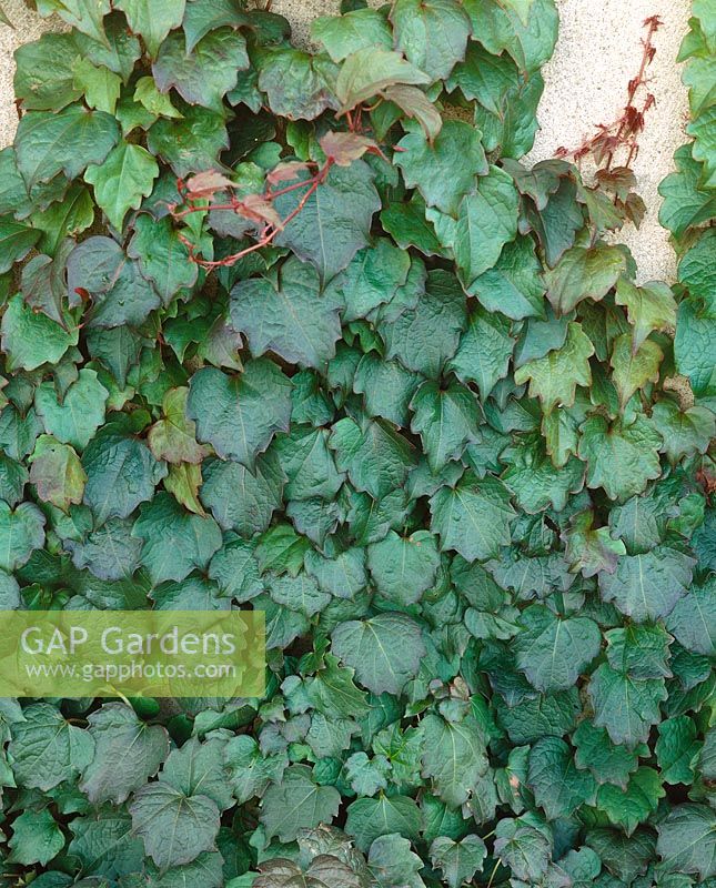 Parthenocissus tricuspidata Purpurea