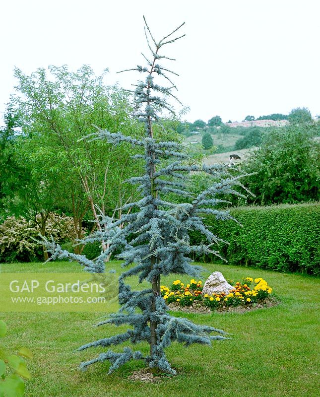 Cedrus atlantica Glauca