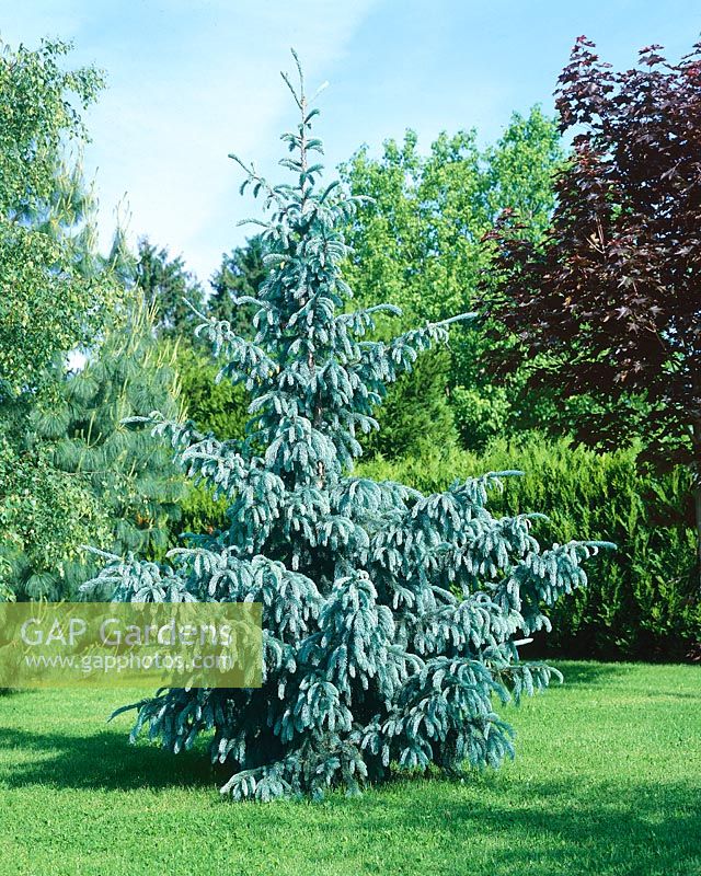 Picea engelmannii Glauca