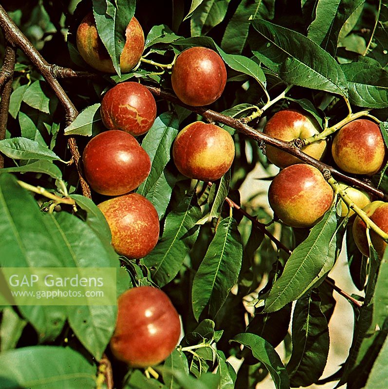 Prunus persica var. nucipersica