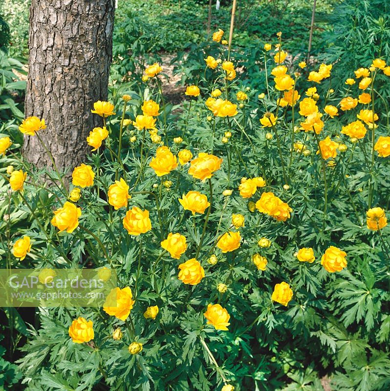 TROLLIUS ETNA