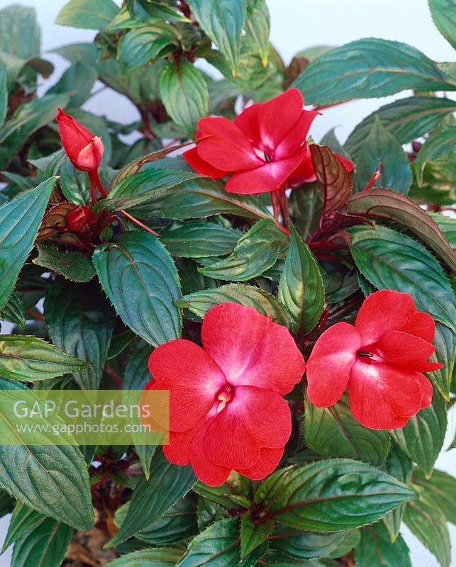 Impatiens New Guinea Marpesia