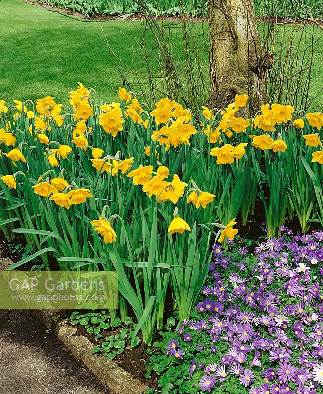 Narcissus Large Cupped Carlton