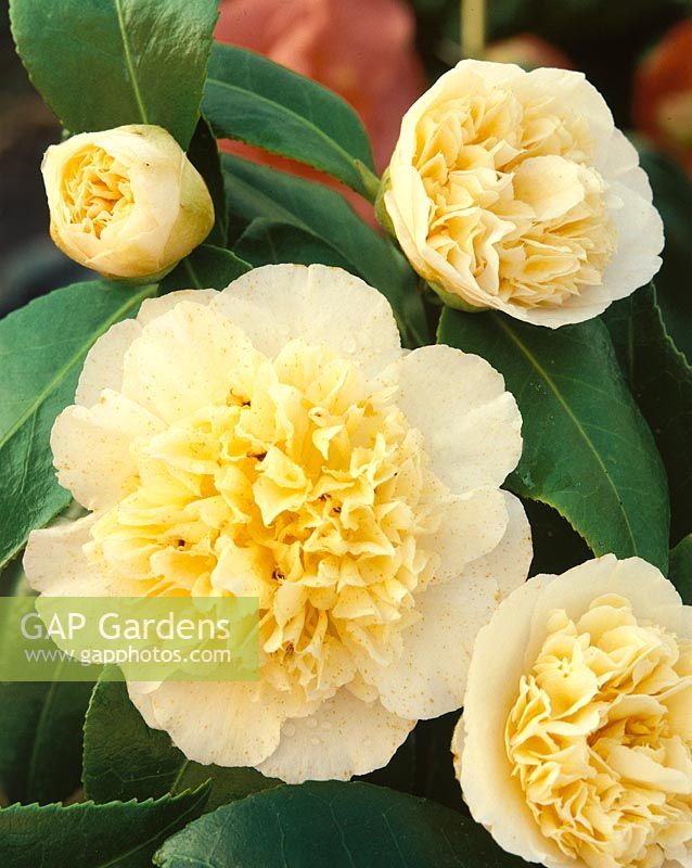 Camellia Jury's Yellow