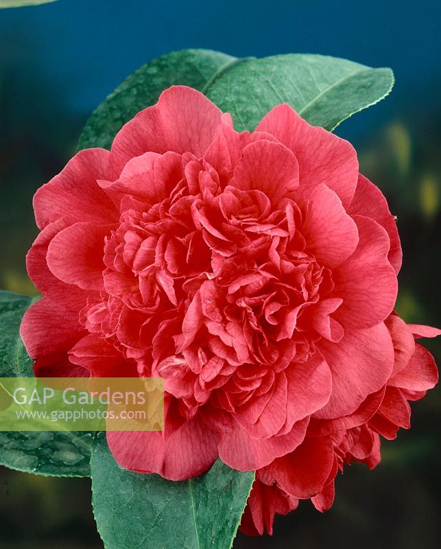 Camellia Gladys Pinkerton