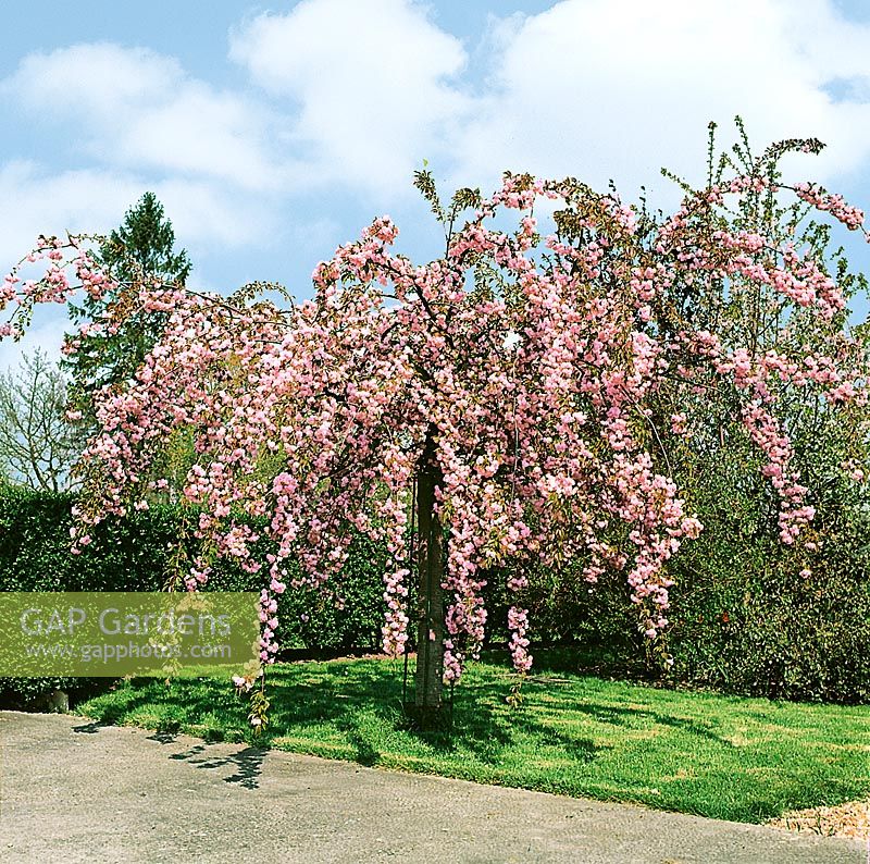 Prunus Kiku-shidare-zakura