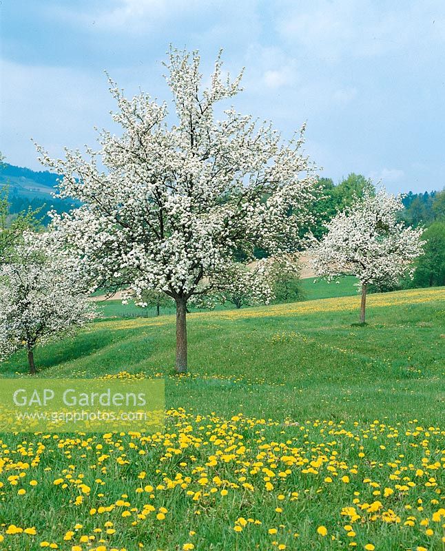 Apple tree flowering / Malus domestica
