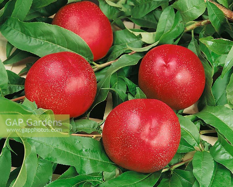 Nektarine / Prunus persica var. nucipersica Bel Red