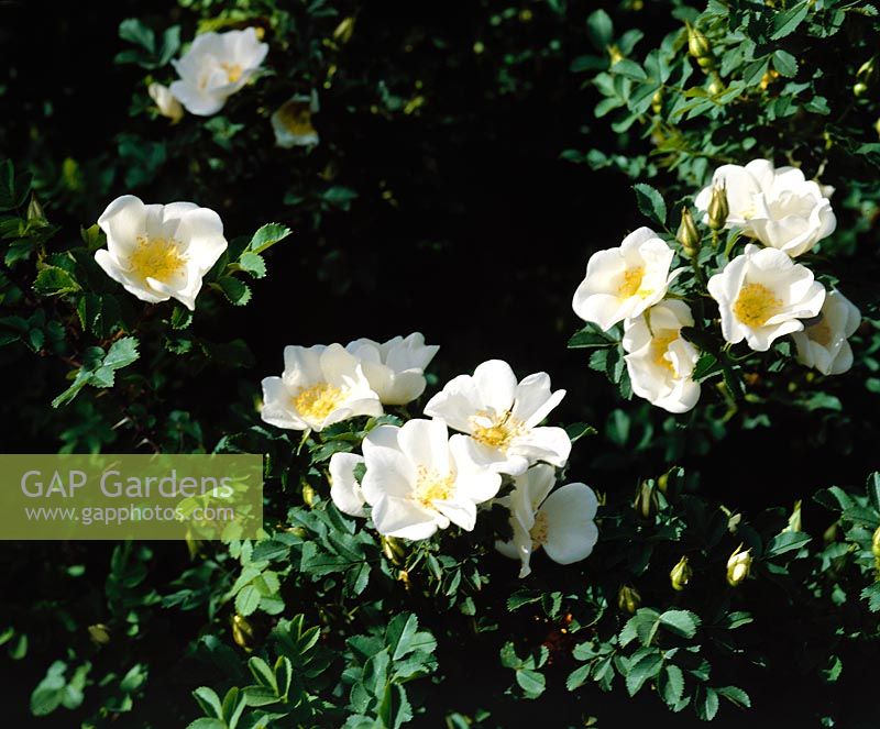 Rosa pimpinellifolia