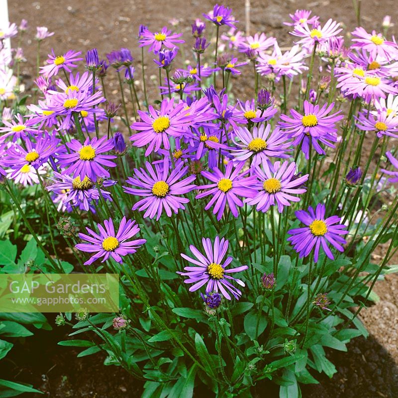 Aster tongolensis Berggartenzwerg