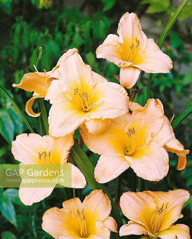 HEMEROCALLIS PINK PRELUDE / ETCHED IN GOLD