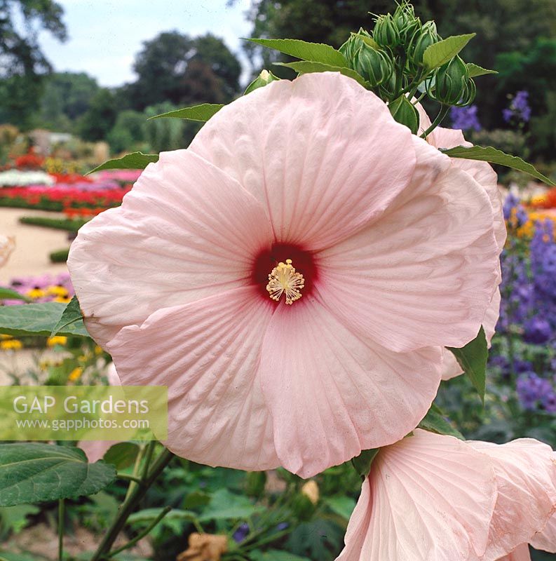 Hibiscus moscheutos Southern Bells Rose