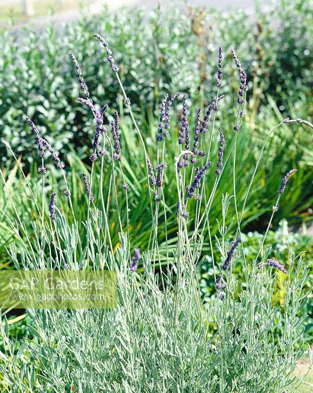 Lavandula x allardii