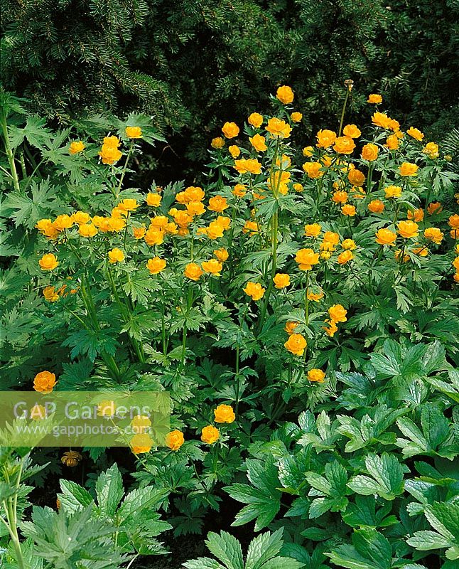 TROLLIUS ORANGE GLOBE