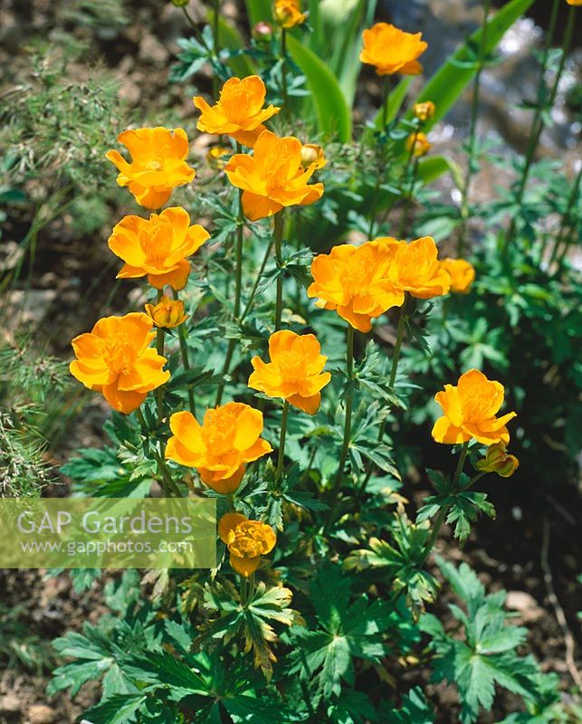 TROLLIUS EUROPAEUS