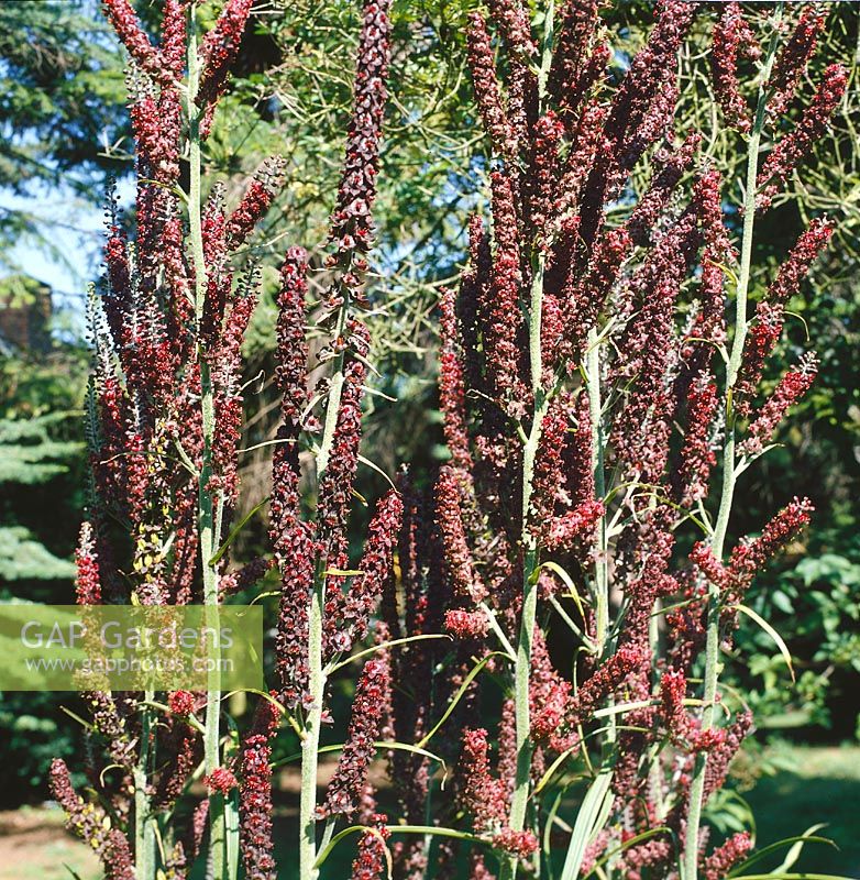 Veratrum nigrum