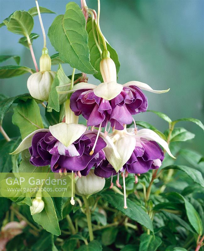 FUCHSIA Golden Anniversary