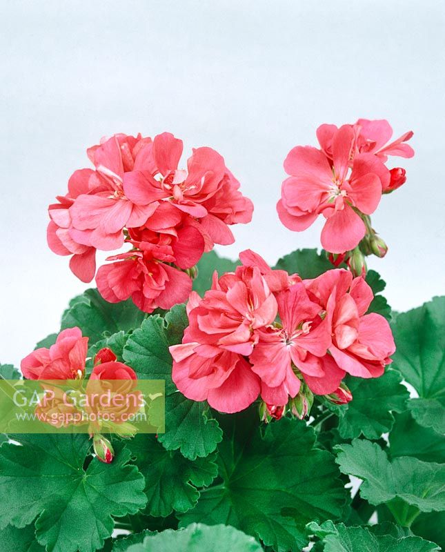 PELARGONIUM CHARLESTON / PINK