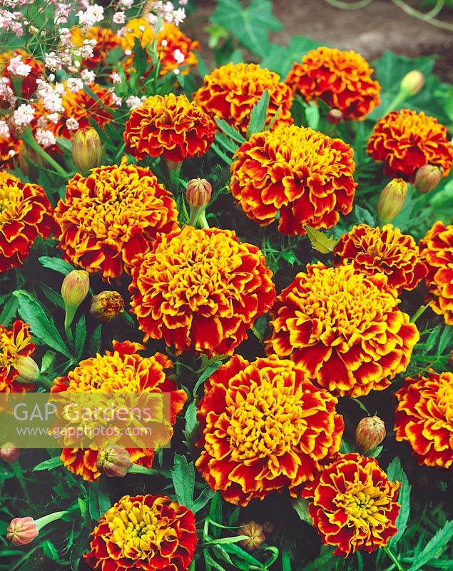 Tagetes patula Honeycomb