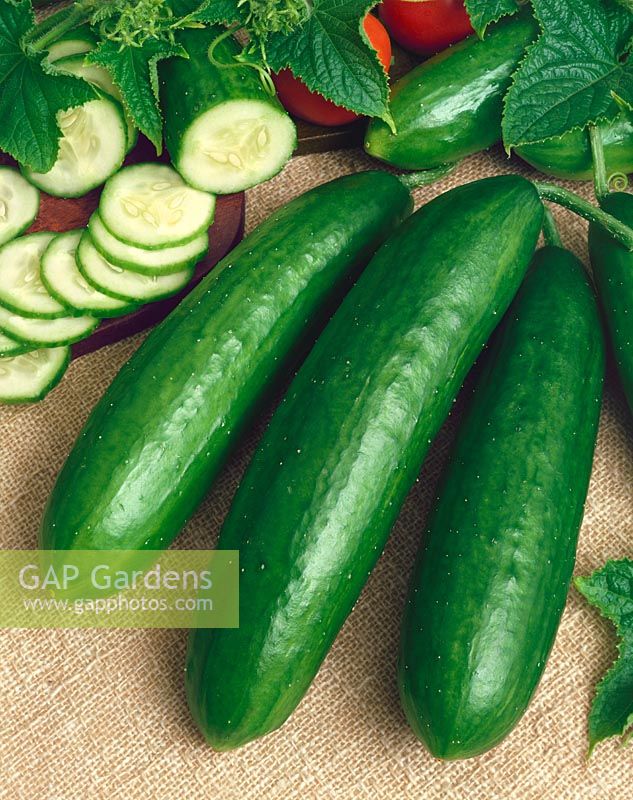 Gurke / Cucumis sativus