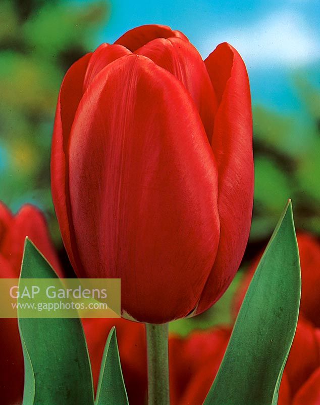Tulipa Single Early Prominence