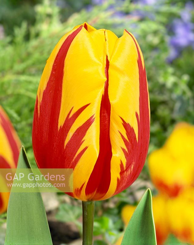 Tulipa Single Early Prins Carnaval