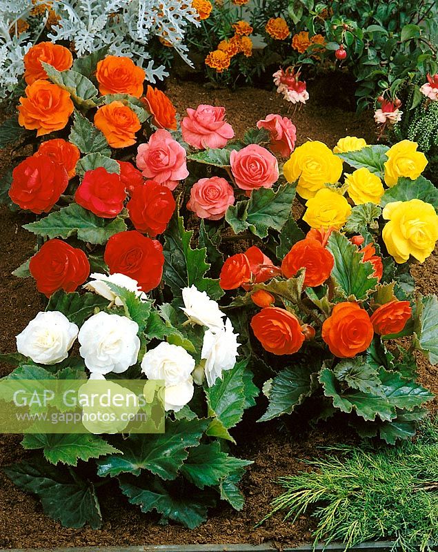 Begonia Non-Stop MIXED