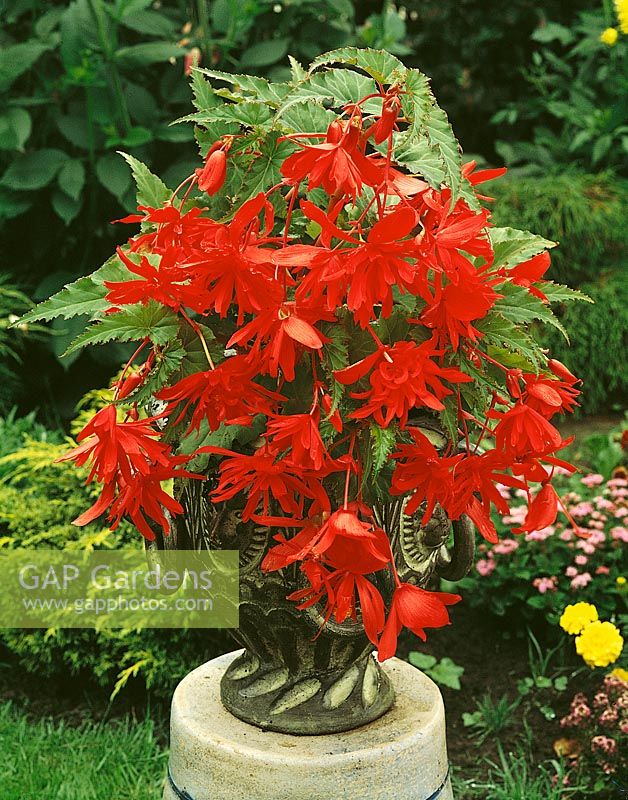 Begonia pendula Red in pot