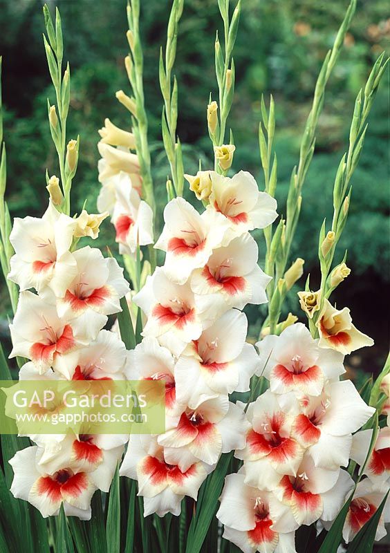 Gladiolus Prince Carnaval (Mary Hosley)