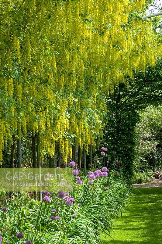 Abbey House Garden, Wiltshire, UK. Early summer, The Laburnum Tunnel