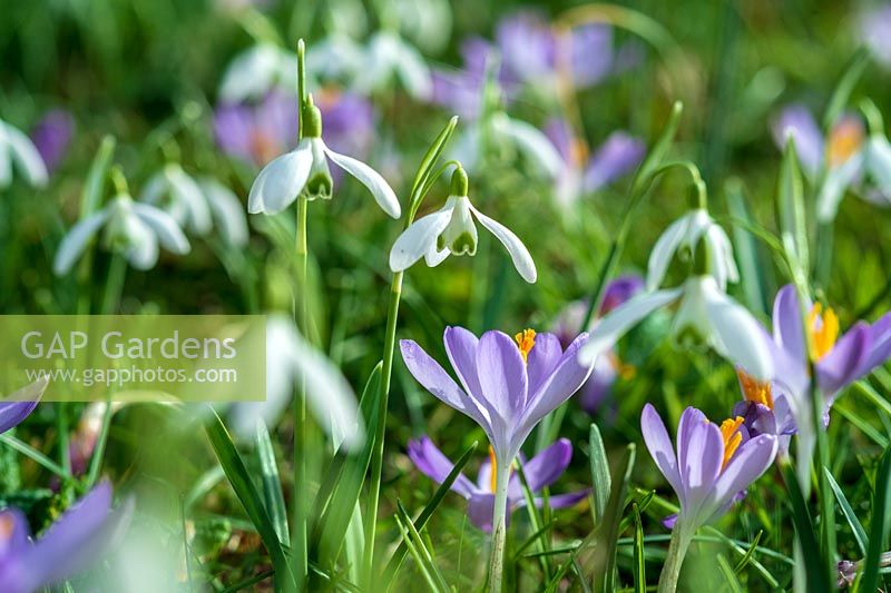 Galanthus nivalis ( Snowdrop ) and Crocus in lawn grass