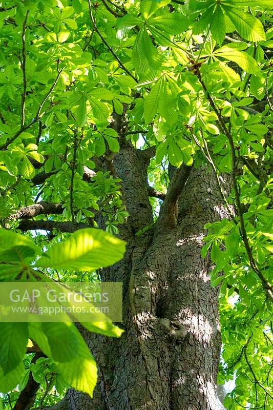 Early Horse Chetsnut leaves ( Aesculus hippocasteanum )