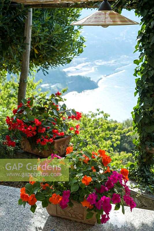 Tubs of Bizzie Lizzies in garden with view of Moneglia in Liguria, Italy