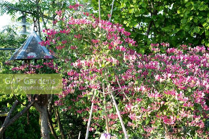 Lonicera periclymenum 'Belgica', early Dutch honeysuckle, Dutch woodbine