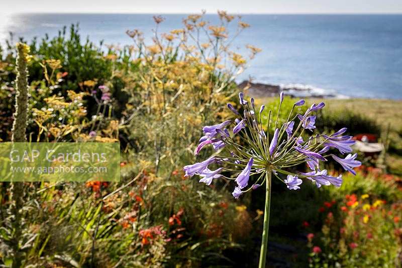 Coastal seaside garden with wildflowers and annuals, Devon