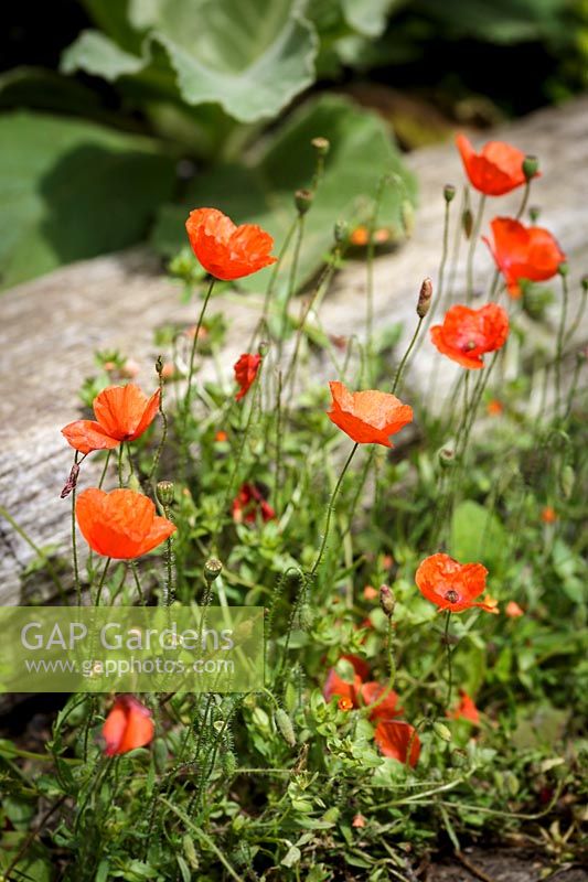 Poppy ( Papaver rhoeas ) growing in Coastal seaside garden with wildflowers and annuals, Devon