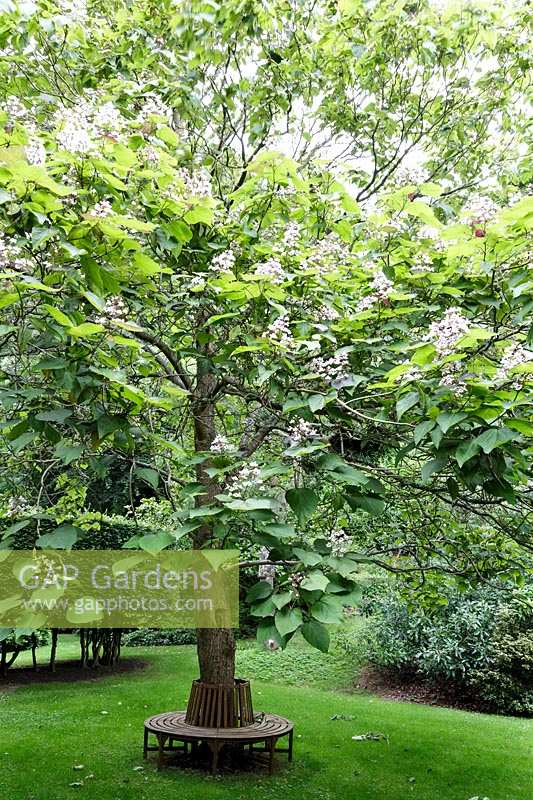 Catalpa x erubescens 'Purpurea'