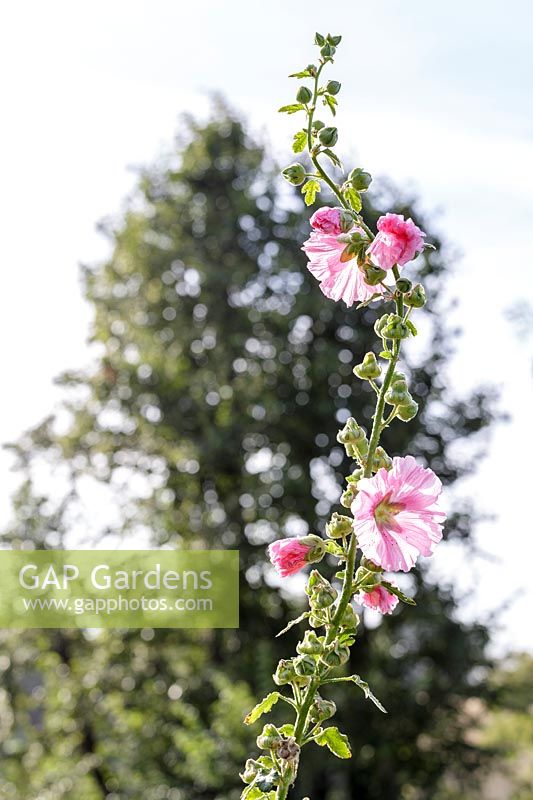 Hollyhock, Alcea rosea