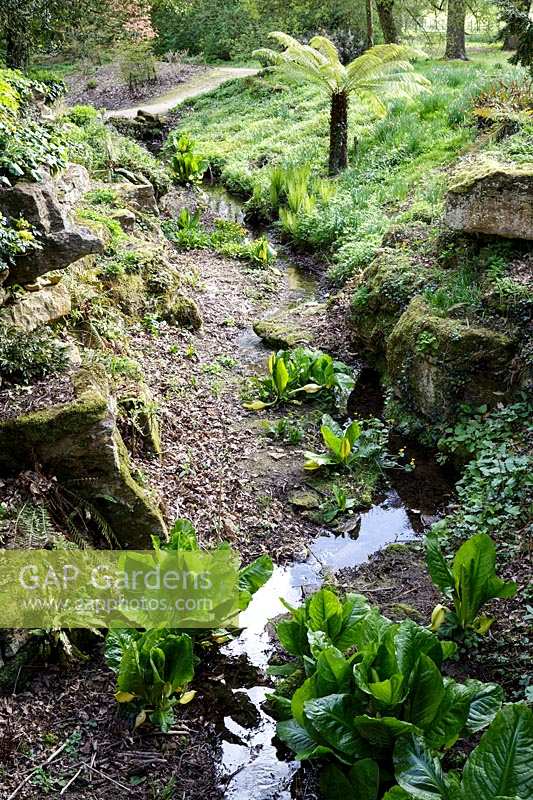 Stream garden with Tree Fern and Lysichiton americanus, yellow skunk cabbage,  at Batsford Arboretum, Gloucestershire