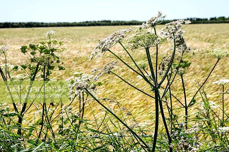 Hogweed, heraclium sphondylium growing at edge of field of Barley on farm in South Devon