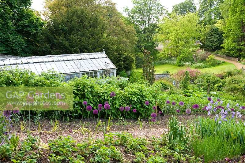 Cerney House Gardens, Gloucestershire, UK. ( Sir Michael and Lady Angus ) Walled kitchen garden with greenhouse behind Allium aflatunense
